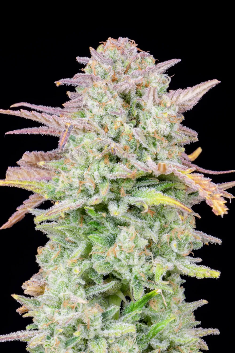ORIGINAL TRAINWRECK AUTO