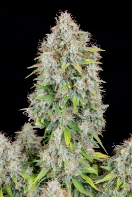 ORIGINAL CINDERELLA AUTO