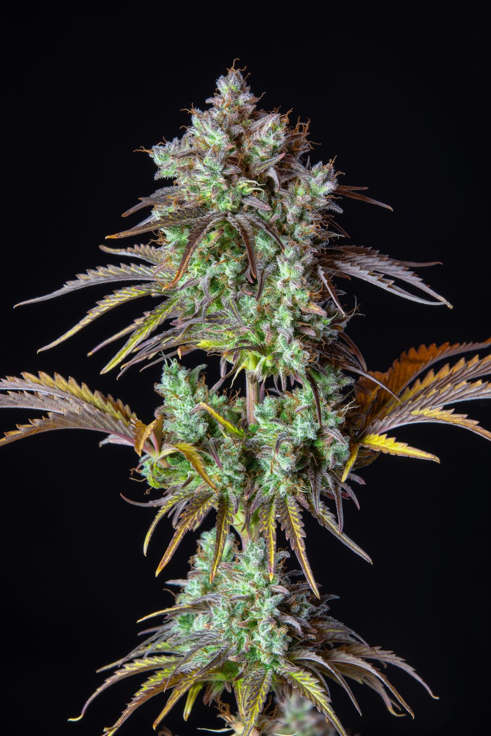 ORIGINAL BIG BUD AUTO