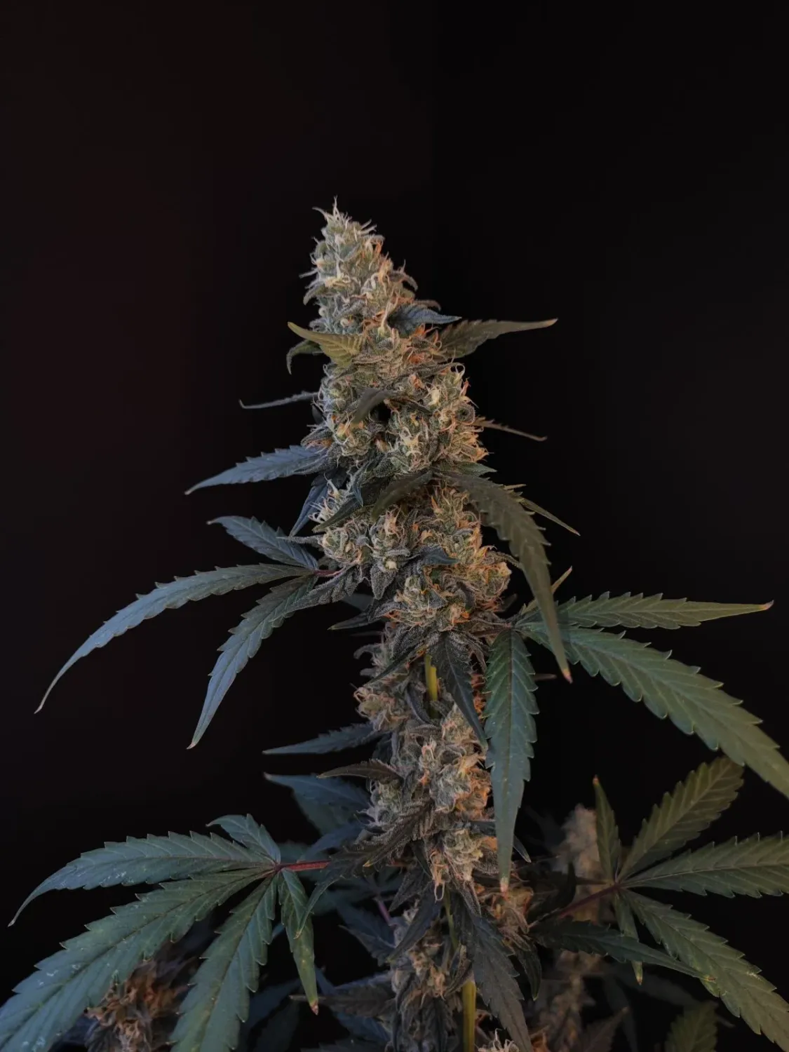 ORIGINAL BUBBLEGUM AUTO