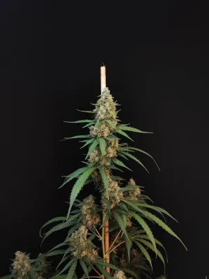 ORIGINAL CHEESE AUTO