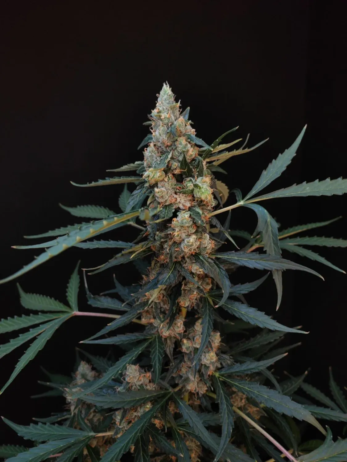 ORIGINAL NORTHERN LIGHTS AUTO