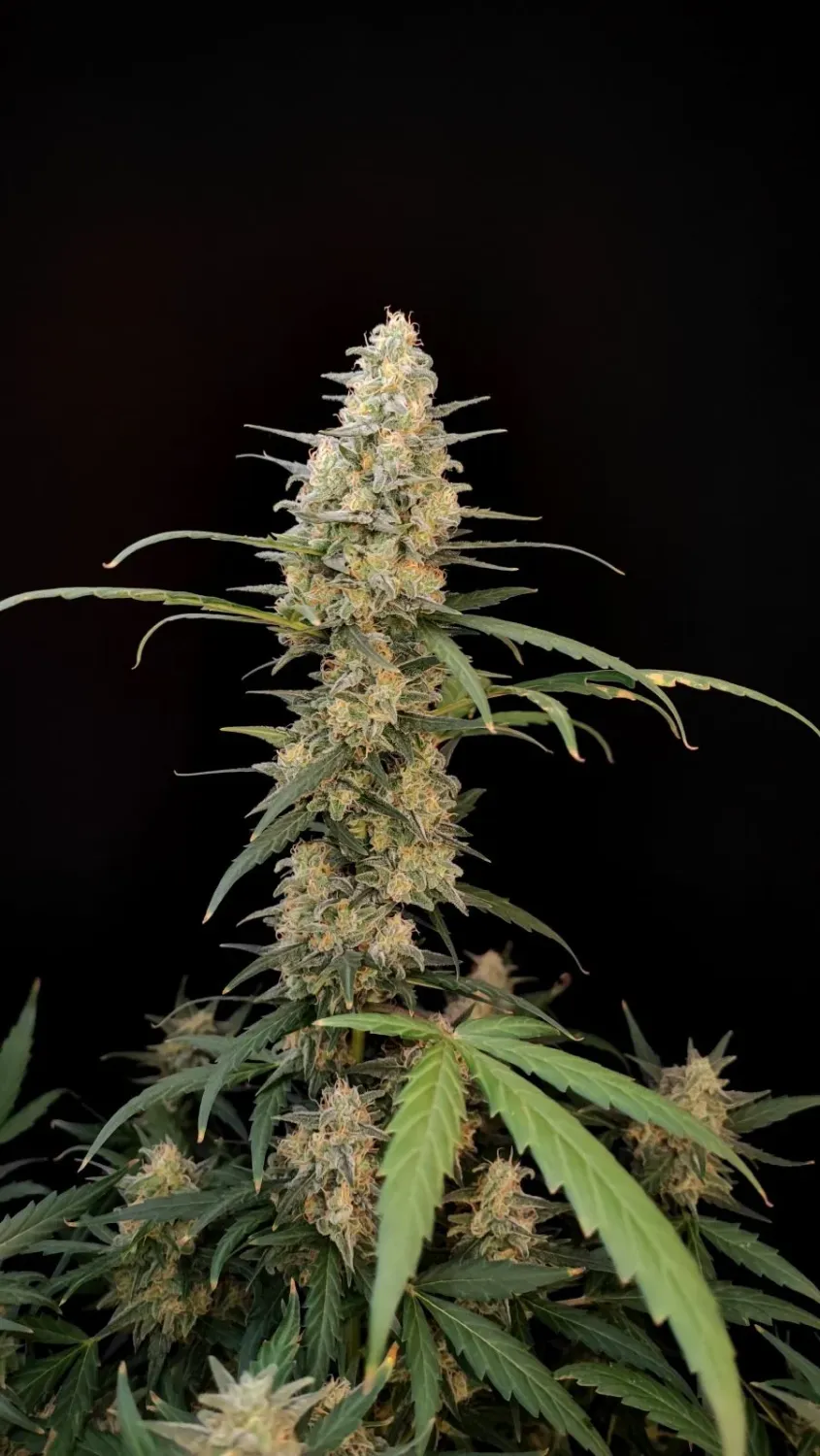 ORIGINAL CRITICAL AUTO