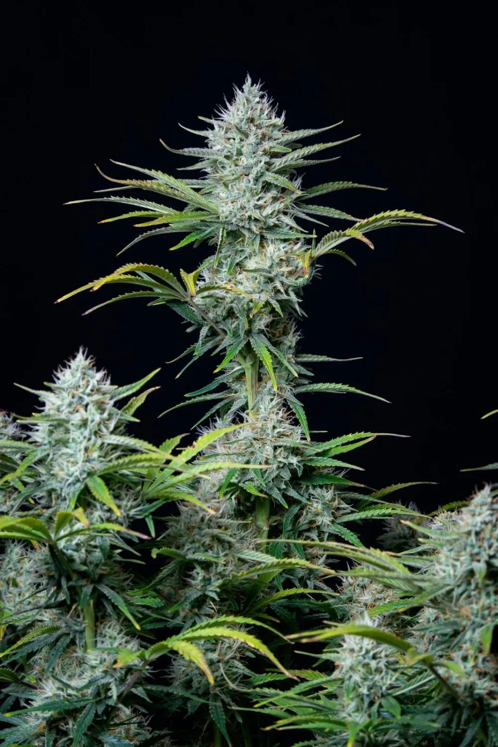 ORIGINAL WHITE WIDOW AUTO