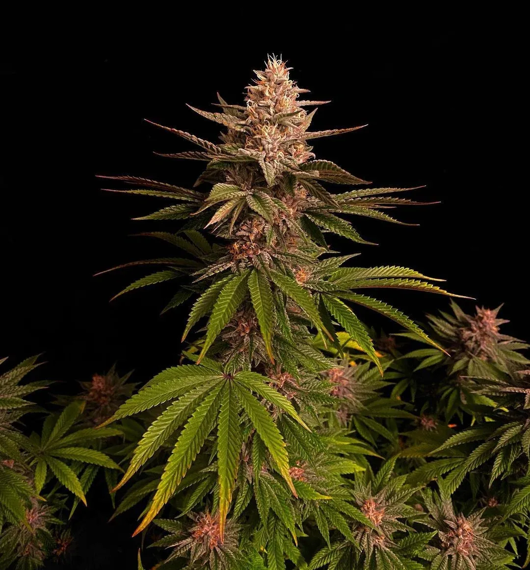 PURPLE LEMONADE FF