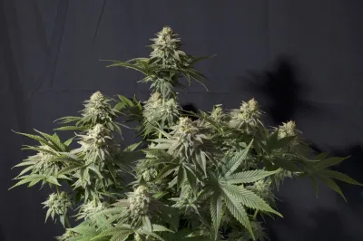 ORANGE SHERBET FF