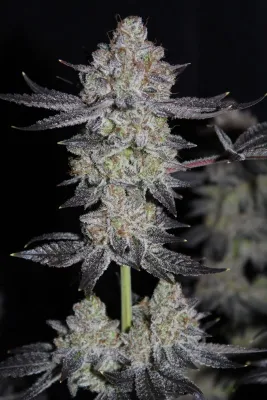 TROPICANA COOKIES FF