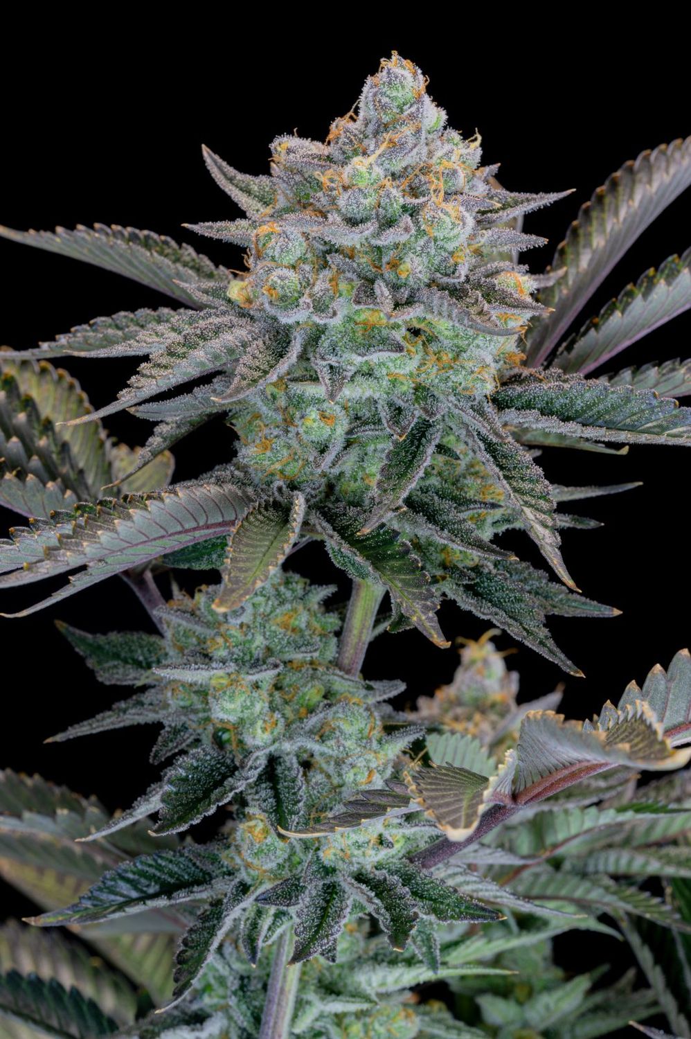 GORILLA COOKIES FF