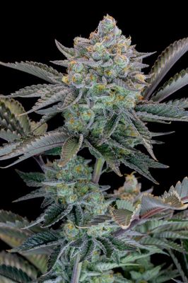 GORILLA COOKIES FF