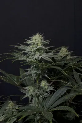 GG4 SHERBET FF