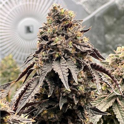 POLAR GELATO BY SHERBINSKIS