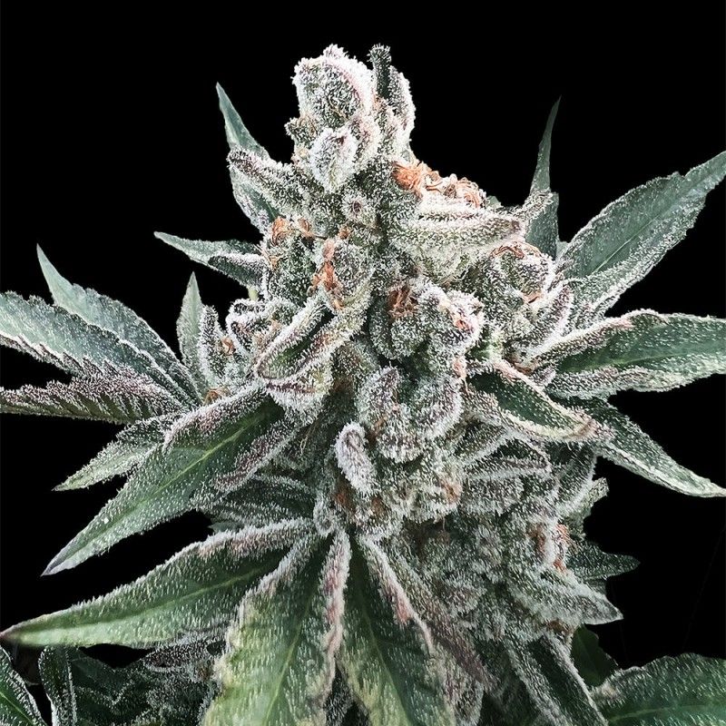 POLAR GELATO AUTO BY SHERBINSKIS