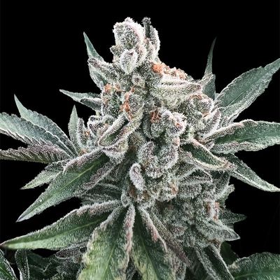 POLAR GELATO AUTO BY SHERBINSKIS