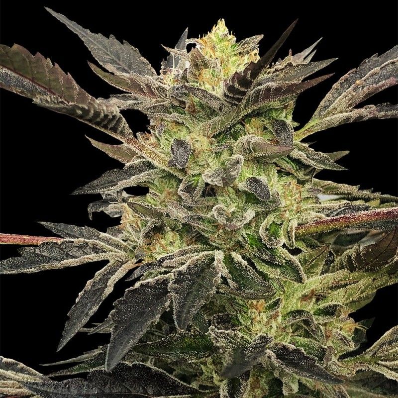PINK SUNSET AUTO BY SHERBINSKIS