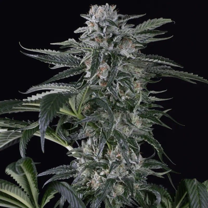 MOBY DICK  AUTO