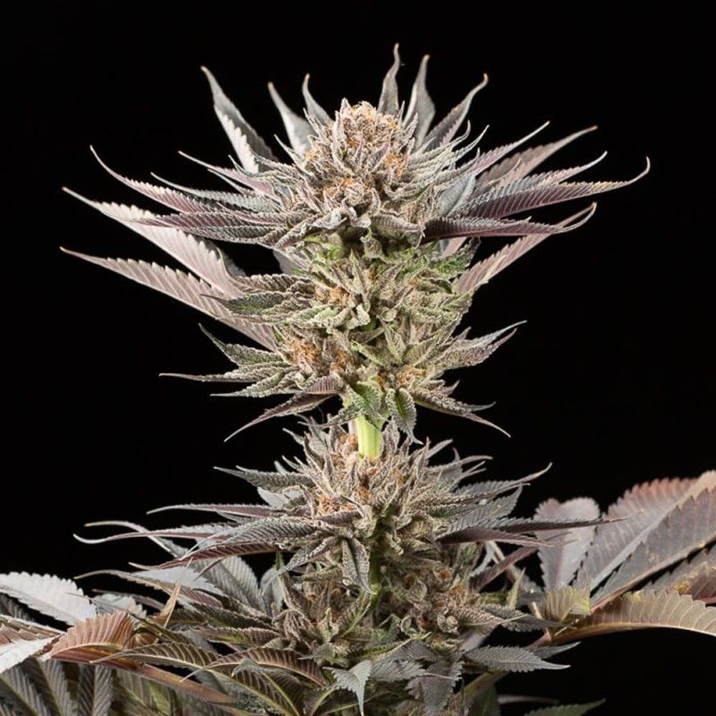 LEMON TREE 2.0