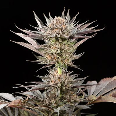 LEMON TREE 2.0