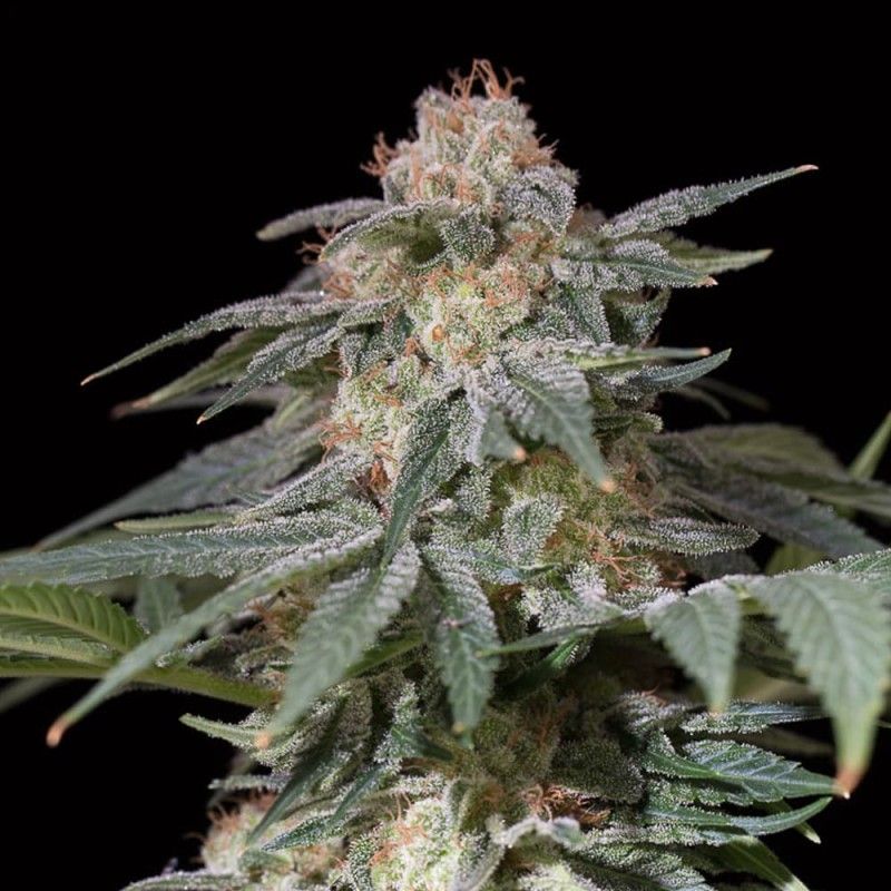 LEMON TREE FAST
