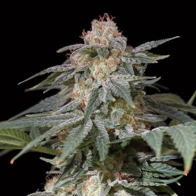 LEMON TREE FAST