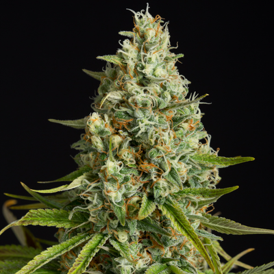 AMNESIA LEMON