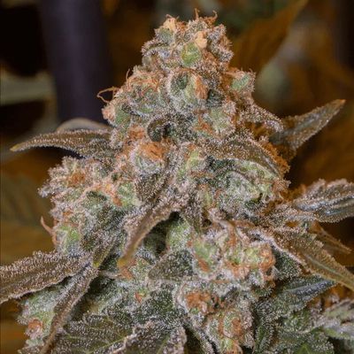 GORILLA FROST
