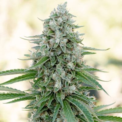 CRITICAL MANGO