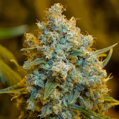 CRITICAL JACK
