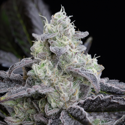 L.A VANILLA CAKE