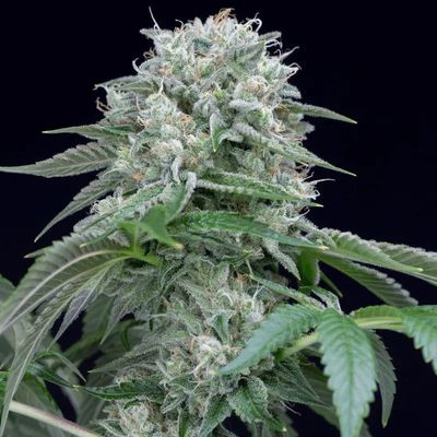 STARFIRE OG