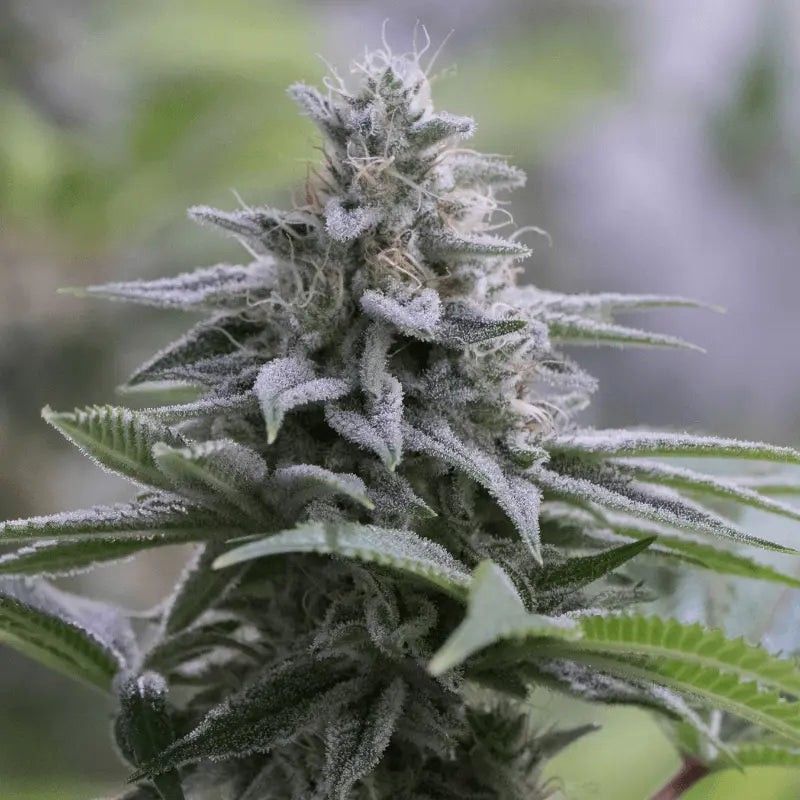 ZKITTLEZ 2.0