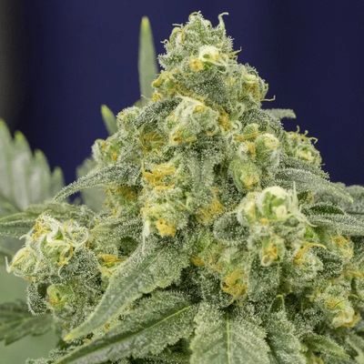 WHITE WIDOW