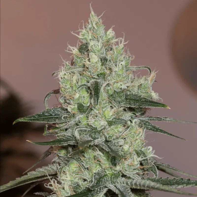 ORIGINAL AMNESIA