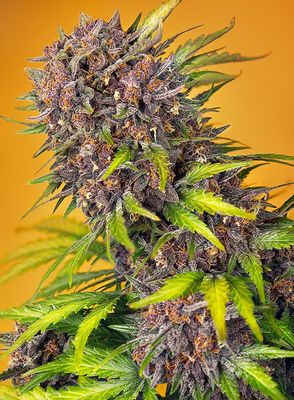 DIABLO ROJO XL AUTO