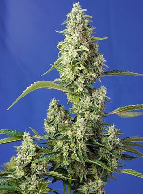 GORILLA GIRL XL AUTO