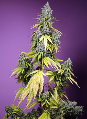 JET FUEL MANDARINE XL AUTO