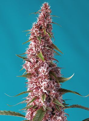RED PURE AUTO CBD