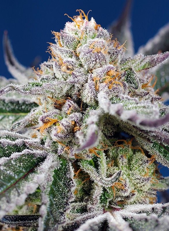 ORANGE APRICOT GLUE  XL AUTO