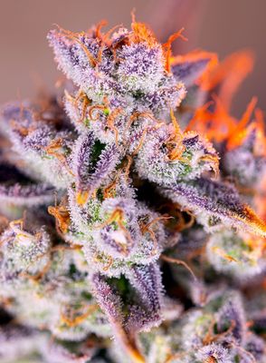 TROPICANA POISON XL AUTO