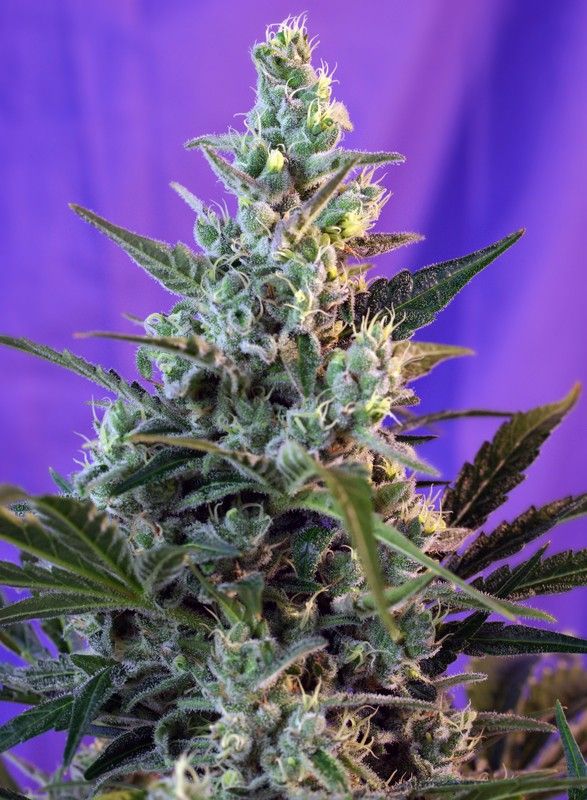 SWEET SKUNK AUTO