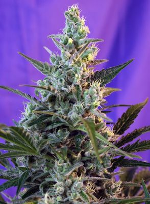 SWEET SKUNK AUTO
