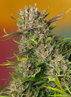 PAPAYA ZOAP AUTO