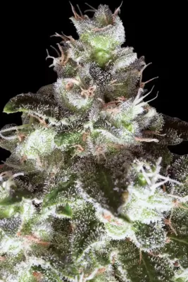 ORIGINAL WHITE WIDOW