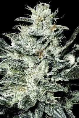 SENSI STAR