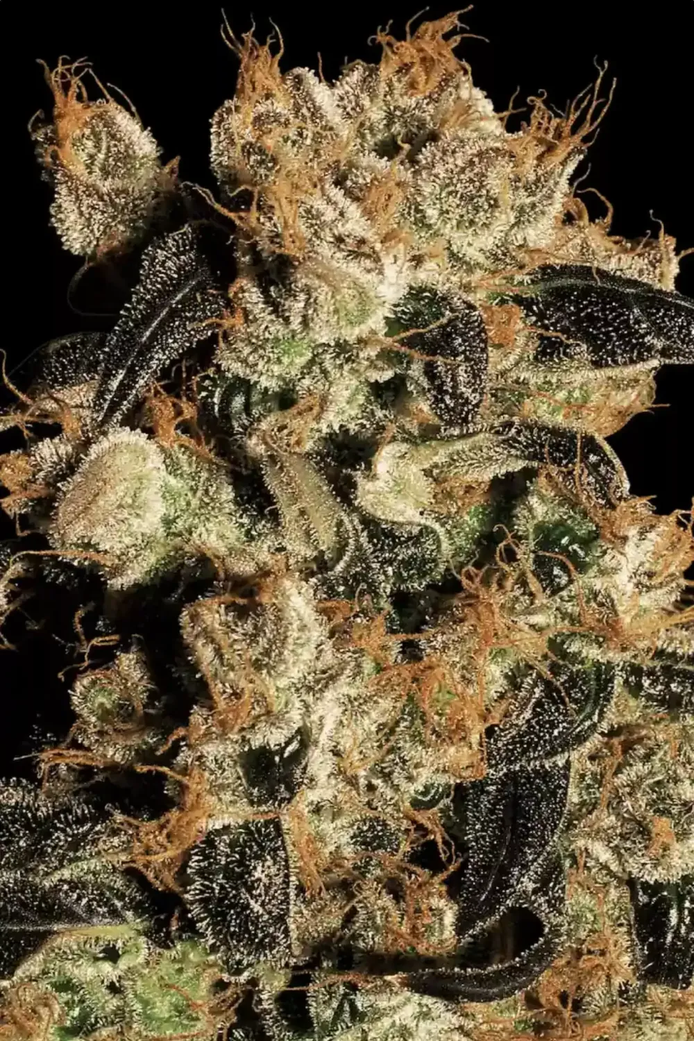 WHITE BERRY