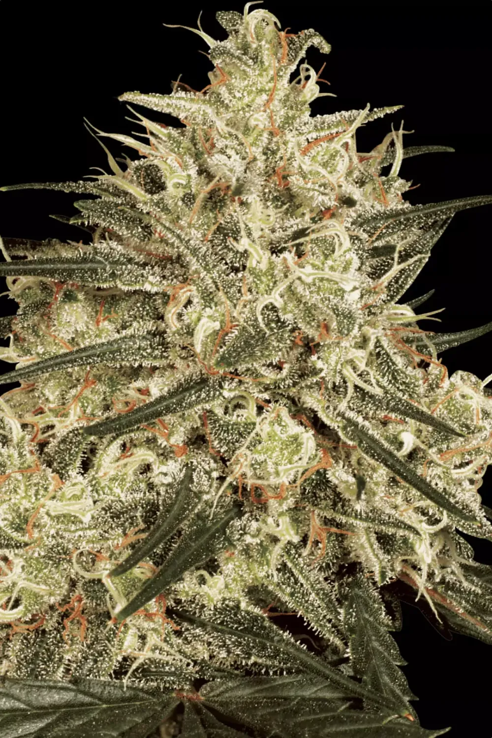 ATOMICAL HAZE