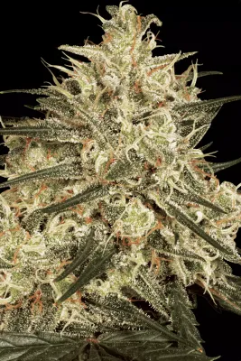 ATOMICAL HAZE