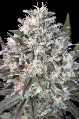SPACE COOKIES