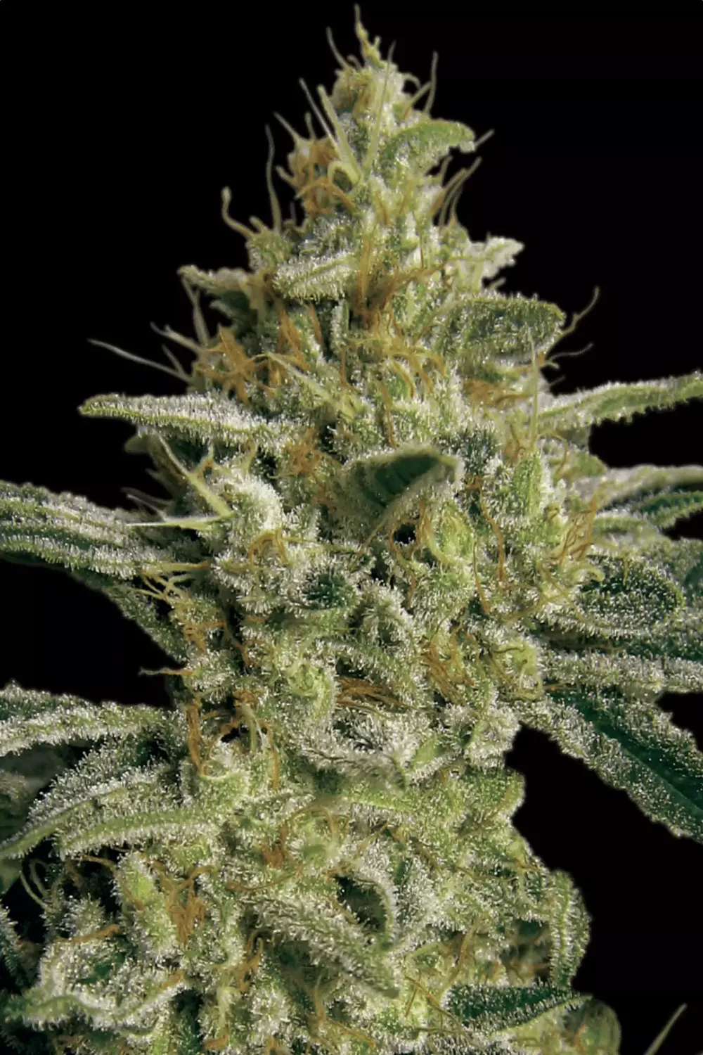ALLKUSH