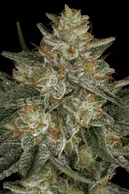 DUTCH KUSH
