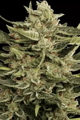 VERTIGO AUTO